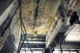 Best Attic Mold Removal  in Rockwell, NC